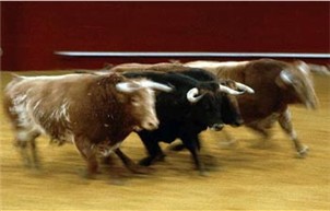 Feria Mundial del Toro - Sevilla Feria_mundial_toro_sevilla_informacion_alojamientos_apartamentos_lodgings_seville_spain
